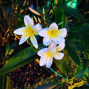 Meet your Posher, Corinne